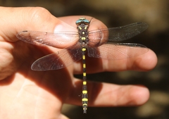 Cordulegaster dorsalis