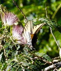 Papilio multicaudata