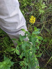 Lysimachia terrestris