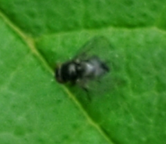 Milichiidae