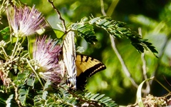 Papilio multicaudata