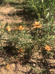 Portulaca suffrutescens