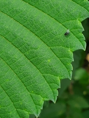 Milichiidae