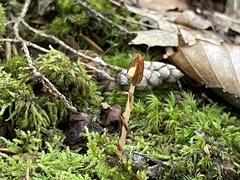 Monotropa hypopitys