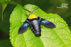 Sataspes tagalica