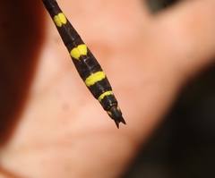 Cordulegaster dorsalis