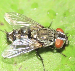 Oestroidea