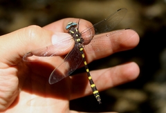 Cordulegaster dorsalis