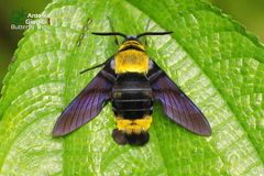 Sataspes xylocoparis