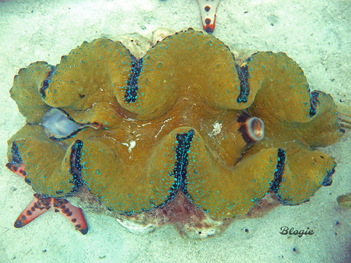 オオシャコガイ (Tridacna gigas) · iNaturalist
