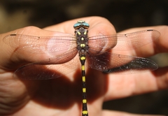 Cordulegaster dorsalis