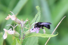 Melissodes bimaculatus