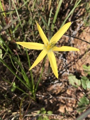 Pauridia serrata serrata