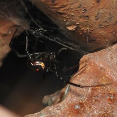 Latrodectus