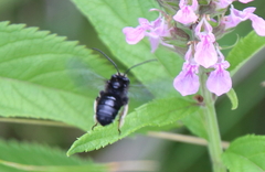 Melissodes bimaculatus