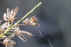 Neoscona arabesca