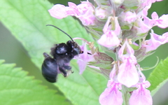 Melissodes bimaculatus