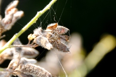 Neoscona arabesca