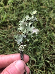 Parmotrema perforatum