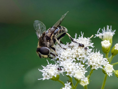 Eristalis dimidiata