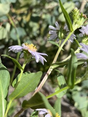 Symphyotrichum laeve