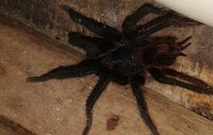 Theraphosinae