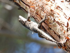 Sceloporus clarkii