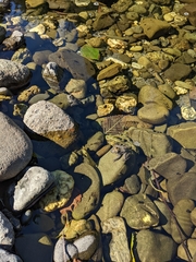 Rana boylii