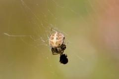Neoscona arabesca