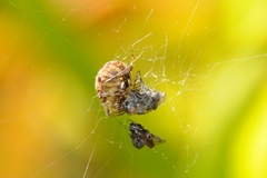 Neoscona arabesca