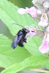 Melissodes bimaculatus