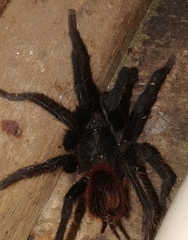 Theraphosinae