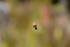 Neoscona arabesca