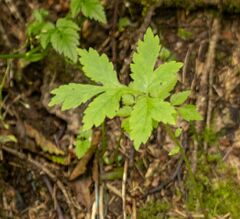 Hydrophyllum tenuipes