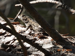 Sceloporus clarkii