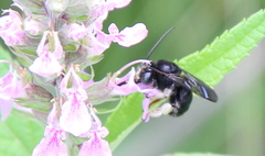Melissodes bimaculatus