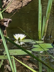 Nymphaea