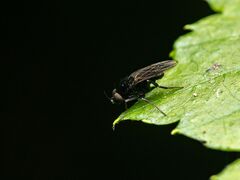 Phoridae