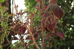 Coleus scutellarioides
