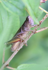 Melanoplus bivittatus