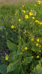 Youngia japonica