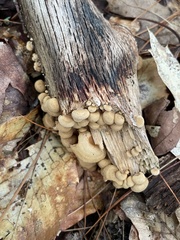 Panellus