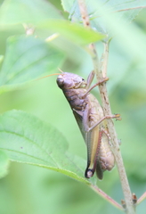 Melanoplus bivittatus