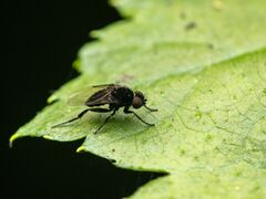 Phoridae