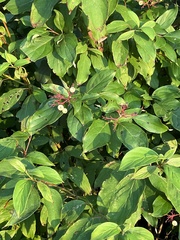 Cornus amomum