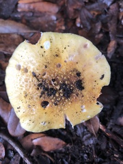 Amanita flavoconia