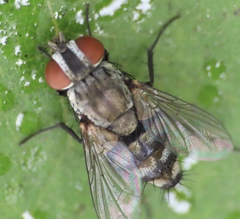 Oestroidea