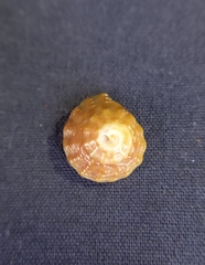 Bembicium