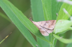 Phalaenostola eumelusalis