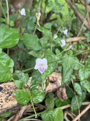 Asystasia intrusa